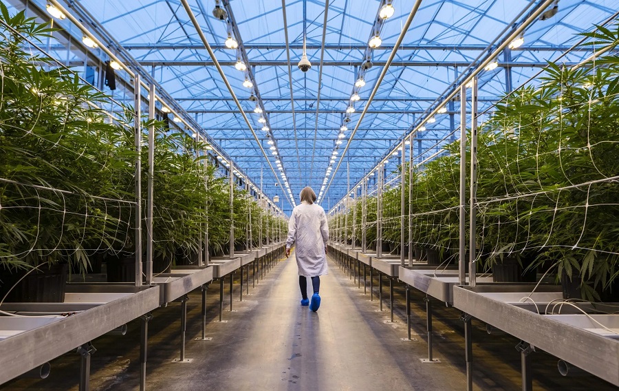 Giá cổ phiếu Aphria sụp đổ